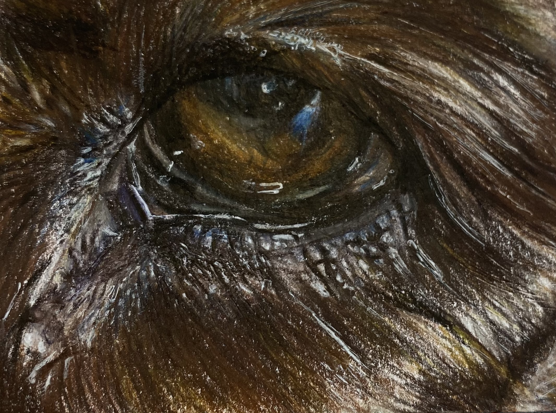 Red setter eye - coloured pencil